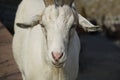 White goat - close-up on head