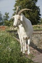 White goat standing on the edge of a wall Royalty Free Stock Photo