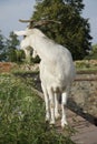 White goat standing on the edge of a wall Royalty Free Stock Photo
