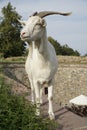 White goat standing on the edge of a wall Royalty Free Stock Photo