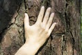 White male hand touching the bark of an ancient cedar tree.