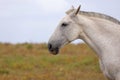 White horse meadow Royalty Free Stock Photo