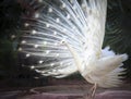 white male indian peacock with beautiful fan tail plumage feather showing for breeding to female Royalty Free Stock Photo