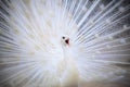 white male indian peacock with beautiful fan tail plumage feather showing for breeding to female and loudness single open mouth