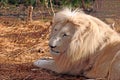 White Male Lion Royalty Free Stock Photo