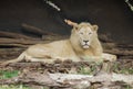 White male lion Royalty Free Stock Photo