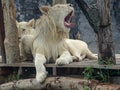 White Male Lion is Relaxing and Yawning Royalty Free Stock Photo