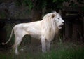 White male lion standing. Royalty Free Stock Photo