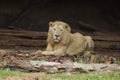 White male lion Royalty Free Stock Photo