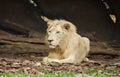 White male lion Royalty Free Stock Photo