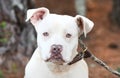 White male Pitbull Terrier mix breed dog Royalty Free Stock Photo