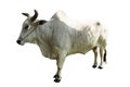 White male Thai cow with beautiful horns. Royalty Free Stock Photo