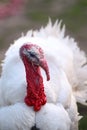 White male turkey Royalty Free Stock Photo