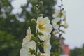 White mallow flower in a flowerbed against a background of green leaves Royalty Free Stock Photo