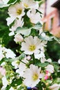 White mallow flower in a flowerbed against a background of green leaves Royalty Free Stock Photo