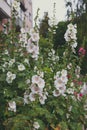 White mallow flower in a flowerbed against a background of green leaves Royalty Free Stock Photo