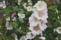 White mallow flower in a flowerbed against a background of green leaves Royalty Free Stock Photo