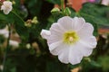 White mallow flower in a flowerbed against a background of green leaves Royalty Free Stock Photo