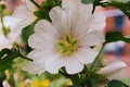 White mallow flower in a flowerbed against a background of green leaves Royalty Free Stock Photo