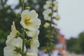 White mallow flower in a flowerbed against a background of green leaves Royalty Free Stock Photo