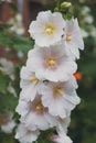 White mallow flower in a flowerbed against a background of green leaves Royalty Free Stock Photo