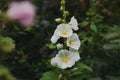 White mallow flower in a flowerbed against a background of green leaves Royalty Free Stock Photo