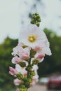 White mallow flower in a flowerbed against a background of green leaves Royalty Free Stock Photo