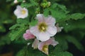 White mallow flower in a flowerbed against a background of green leaves Royalty Free Stock Photo