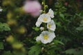 White mallow flower in a flowerbed against a background of green leaves Royalty Free Stock Photo