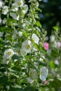 White mallow flowers close-up 5 Royalty Free Stock Photo