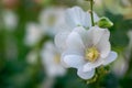 White mallow flowers close-up 1 Royalty Free Stock Photo