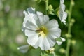 White mallow flowers close-up 3 Royalty Free Stock Photo