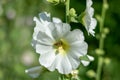 White mallow flowers close-up 4 Royalty Free Stock Photo