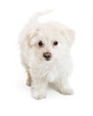 White Maltese Crossbreed Puppy Over White