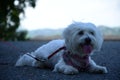 White maltese dog Royalty Free Stock Photo