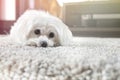 White maltese dog lies on carpet Royalty Free Stock Photo