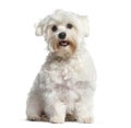 White Maltese dog, panting and sitting, isolated