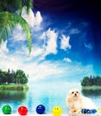 White maltese dog posing by water