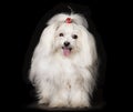 White Maltese dog Royalty Free Stock Photo