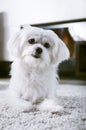 White maltese dog sitting on carpet Royalty Free Stock Photo