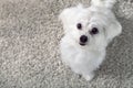 White maltese dog sitting on carpet