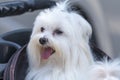 A White maltese dog sitting on a stroller in the park Royalty Free Stock Photo