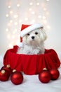 White Maltese Dog wearing Santa hat Royalty Free Stock Photo