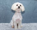 White Maltese lapdog after haircut sits on the mat on the abstract background