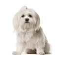 White Maltese sitting , Royalty Free Stock Photo