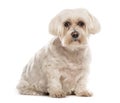 White Maltese sitting, 10 years old, isolated