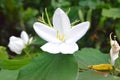 White Mandaram Flower Royalty Free Stock Photo