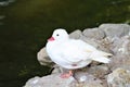 A white mandarin duck at the lake side Royalty Free Stock Photo