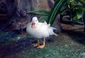 White Mandarin duck Royalty Free Stock Photo