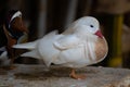 White Mandarin duck. Waterfowl. Cleans feathers Royalty Free Stock Photo